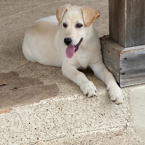 Enlarge Leche, an adopted mixed breed in Austin, TX image 2/4