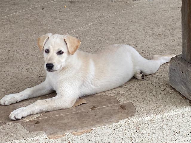 Enlarge Leche, an adopted mixed breed in Austin, TX image 3/4