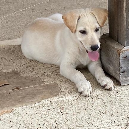 Enlarge Leche, an adopted mixed breed in Austin, TX image 4/4
