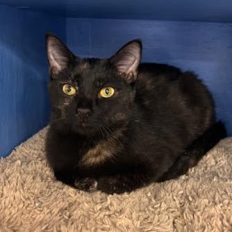 Gracie — thumbnail 2