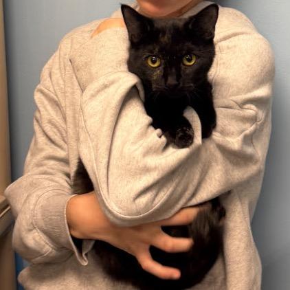 Gracie — thumbnail 3