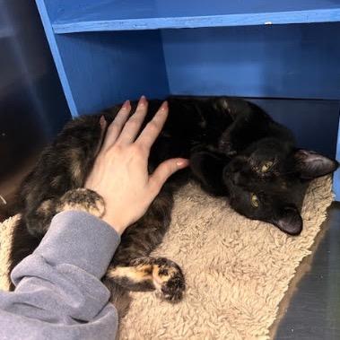 Gracie — thumbnail 5