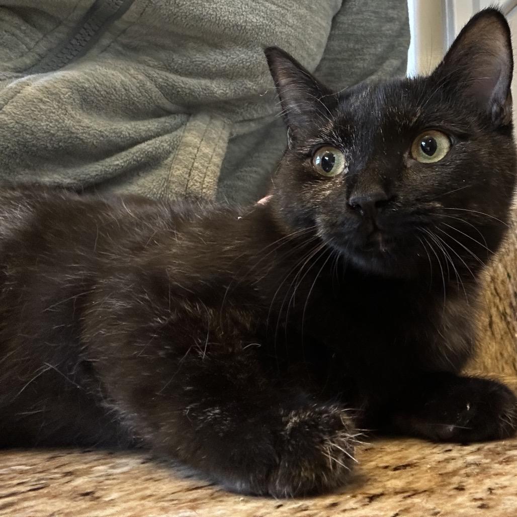 Gracie — thumbnail 6