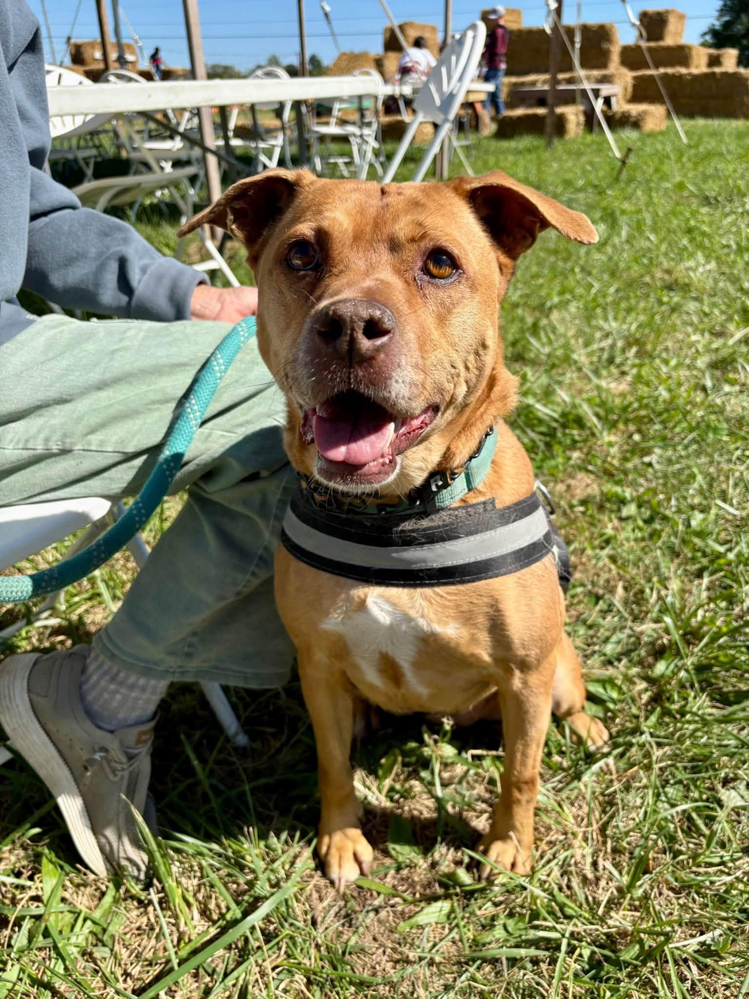 Bebe, Adoptable, Senior Female Pit Bull Terrier & Labrador Retriever.