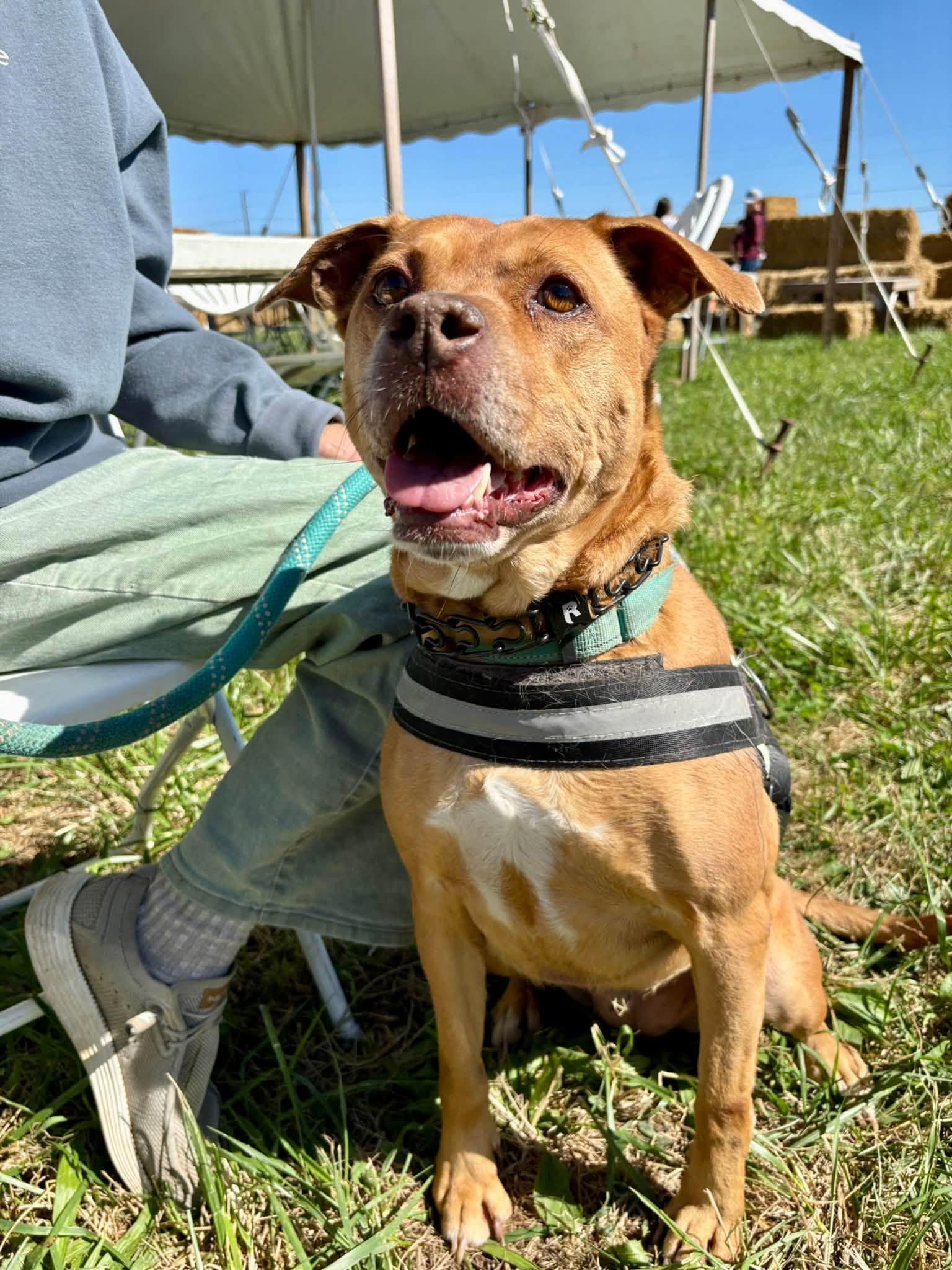 Enlarge Bebe, a Adoptable mixed breed in Plainfield, IN image 2/2
