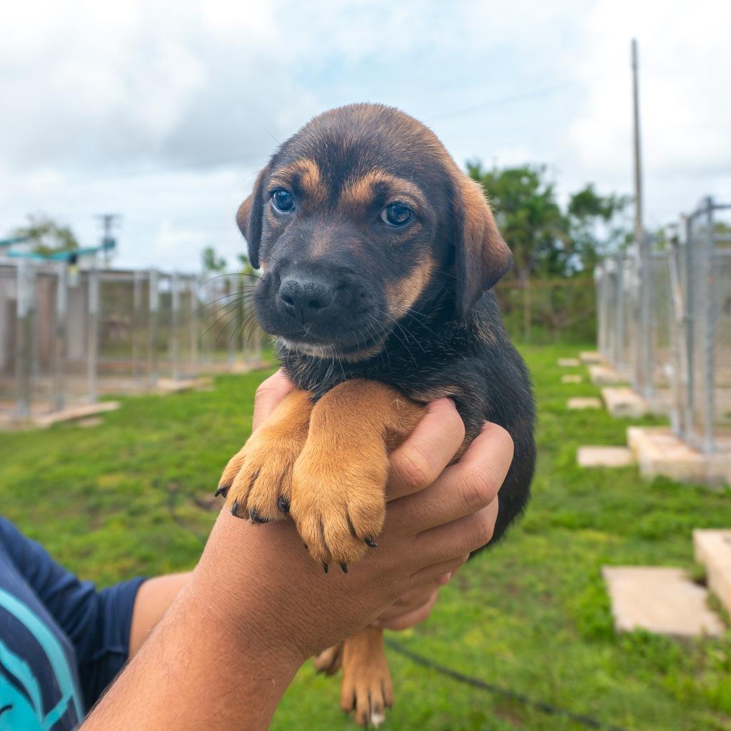 Fenris, Adoptable, Puppy Female Affenpinscher.