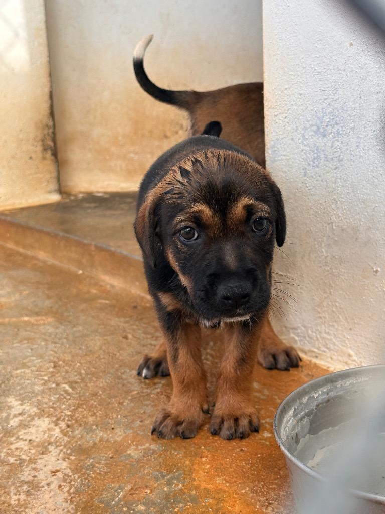 Fenris, a Adoptable mixed breed in Mangilao, GU image 2/2