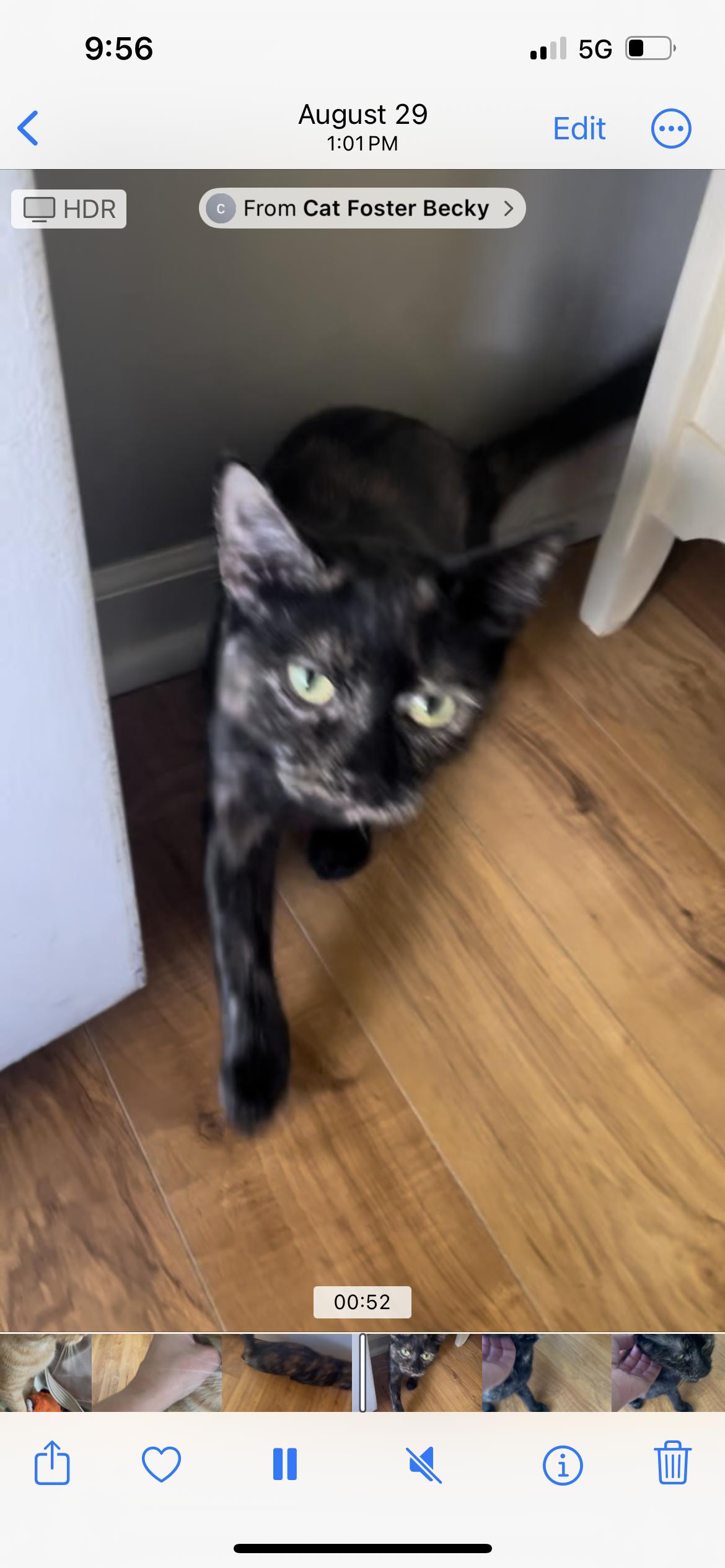 Enlarge Daisy, a Adoptable Domestic Short Hair in Westland, MI image 1/6