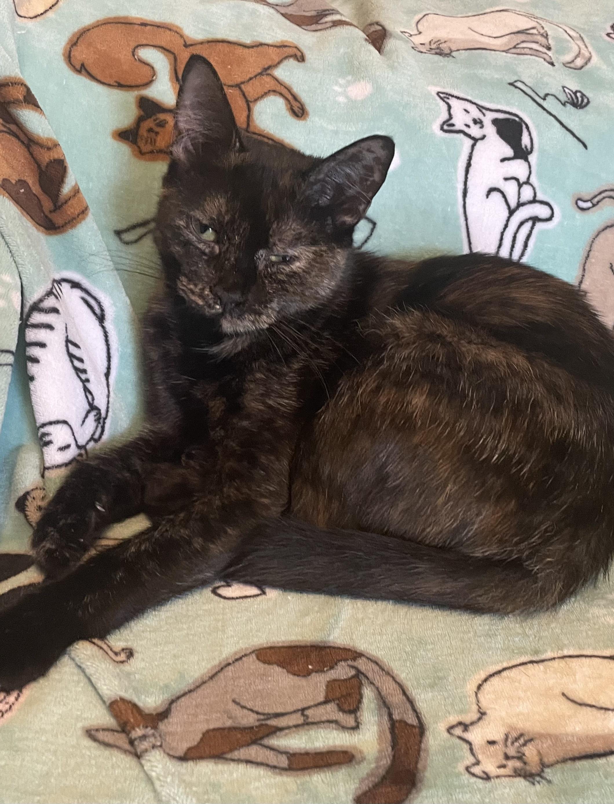 Enlarge Daisy, a Adoptable Domestic Short Hair in Westland, MI image 2/6