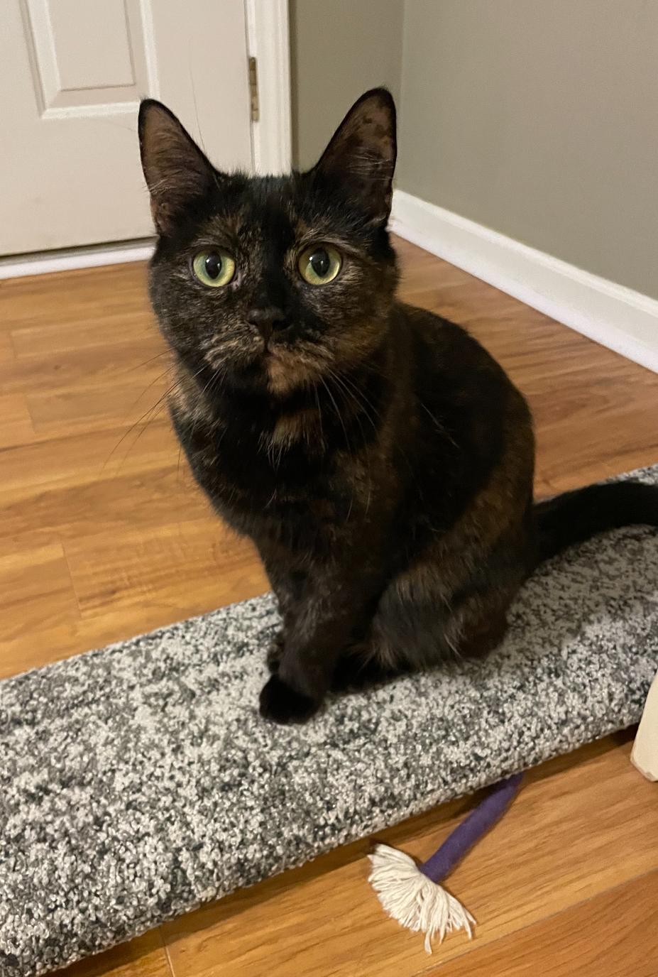 Cherry, Adoptable, Young Female Domestic Short Hair.