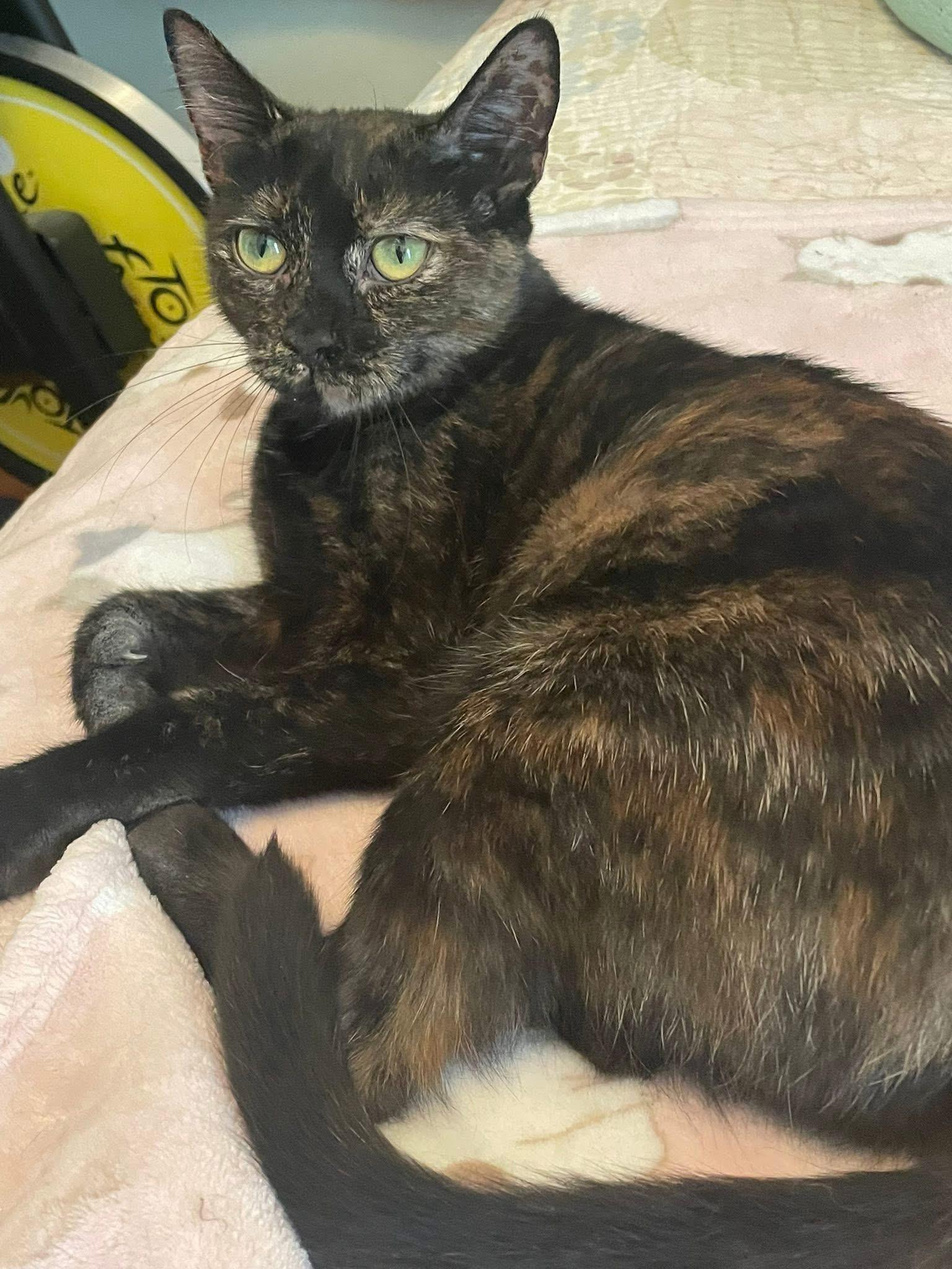 Enlarge Daisy, a Adoptable Domestic Short Hair in Westland, MI image 5/6