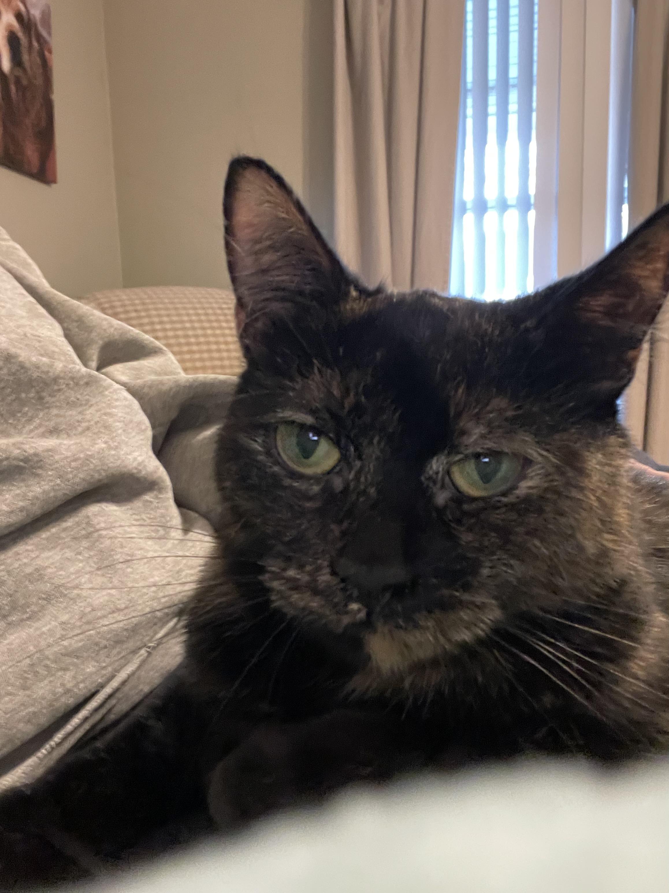 Enlarge Daisy, a Adoptable Domestic Short Hair in Westland, MI image 6/6