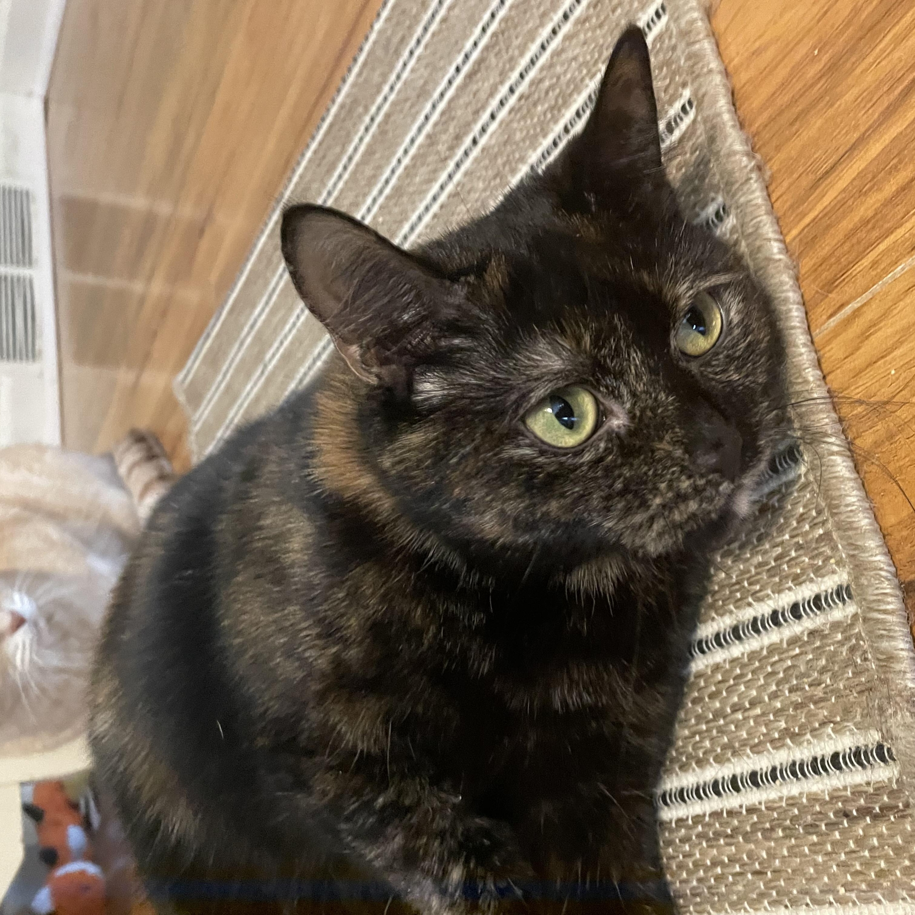 Enlarge Cherry, a Adoptable Domestic Short Hair in Westland, MI image 5/5