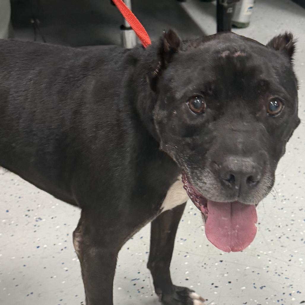 Enlarge Dozer, a Adoptable mixed breed in Marion, VA image 1/1