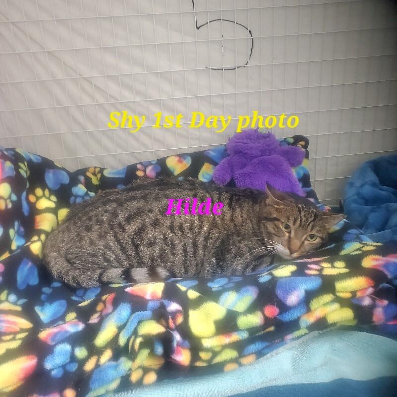 Hilde, Adoptable, Young Female Domestic Short Hair.