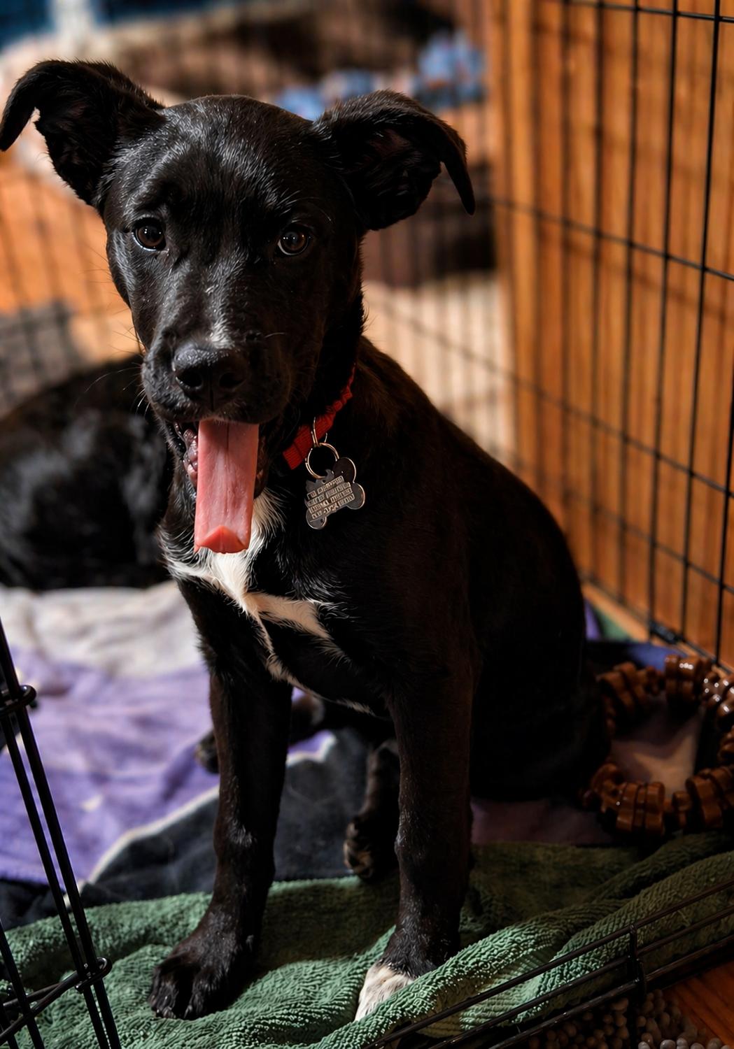 Enlarge Birdie, a ADOPTABLE mixed breed in Pinedale, WY image 2/4