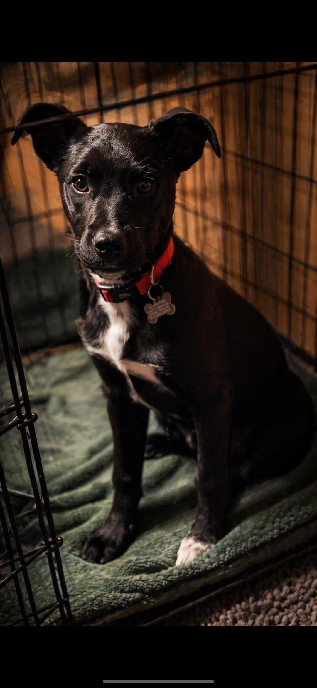 Enlarge Birdie, a ADOPTABLE mixed breed in Pinedale, WY image 4/4