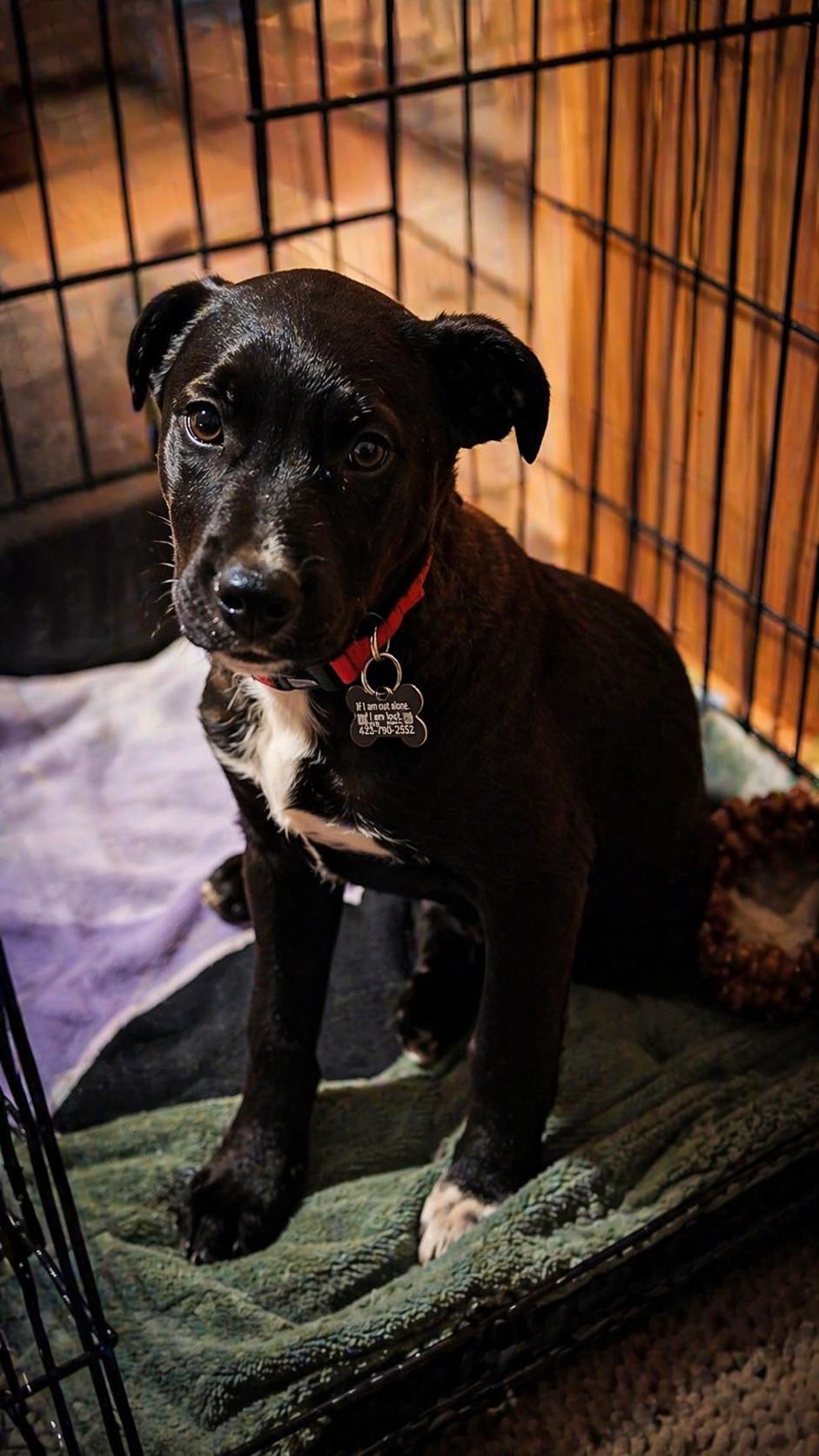Enlarge Birdie, a ADOPTABLE mixed breed in Pinedale, WY image 3/4