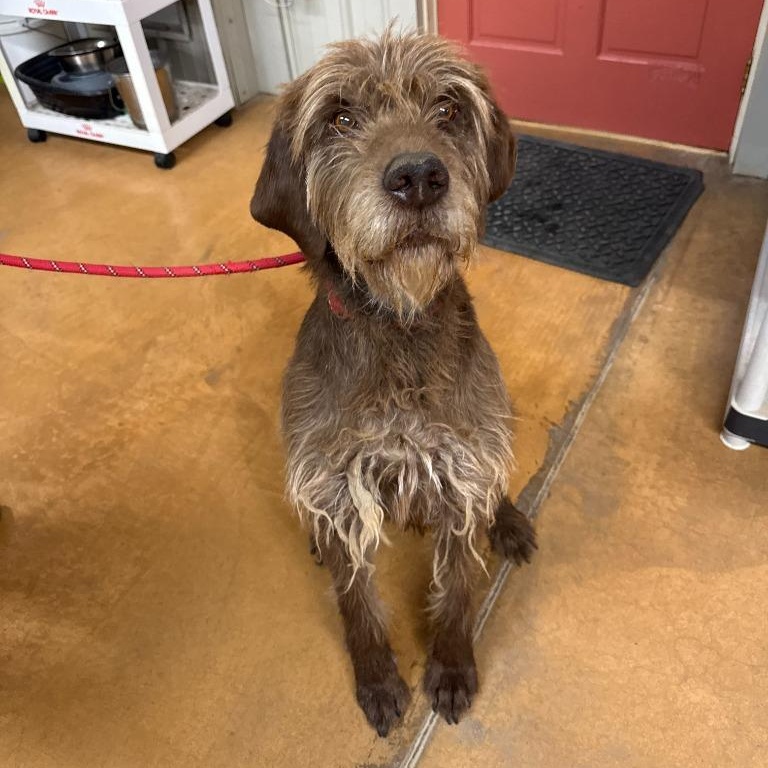 Enlarge Hank, an adopted mixed breed in Thayne, WY image 1/1