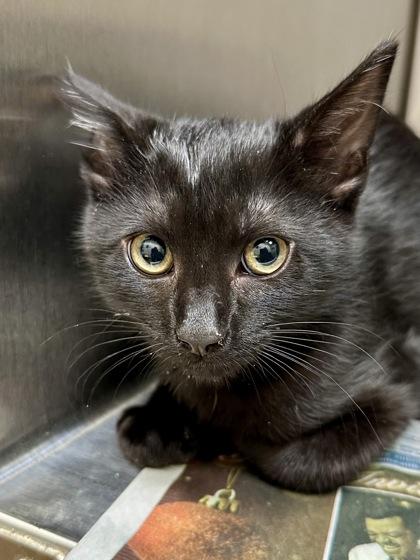 Righty, Adoptable, Kitten Male Domestic Short Hair.