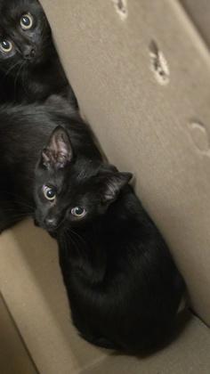 Enlarge Righty, a Adoptable mixed breed in Wichita, KS image 2/2