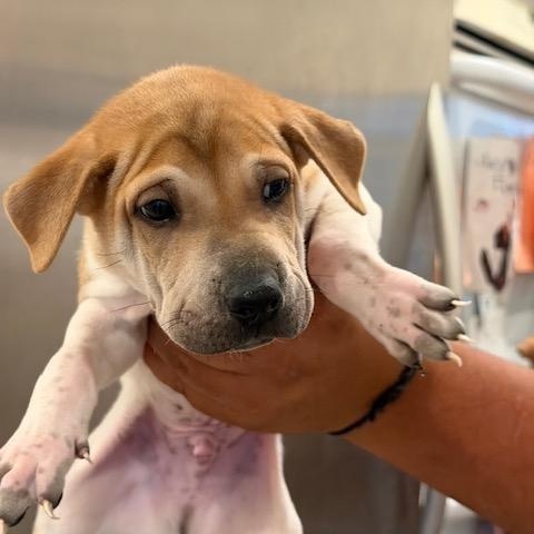 Schmidt, Adoptable, Puppy Male Shar-Pei.