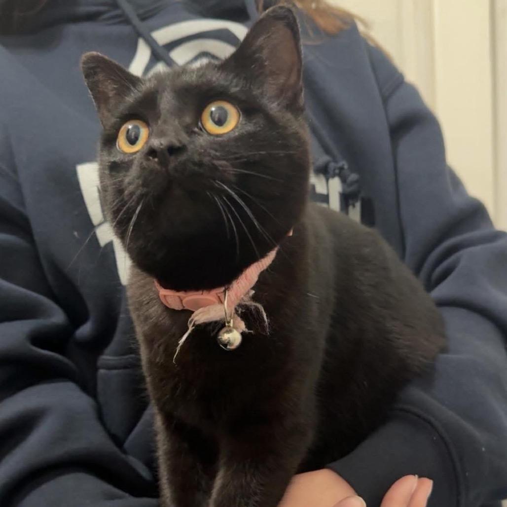 Enlarge Honey, a Adoptable Domestic Short Hair in Blair, WI image 1/2