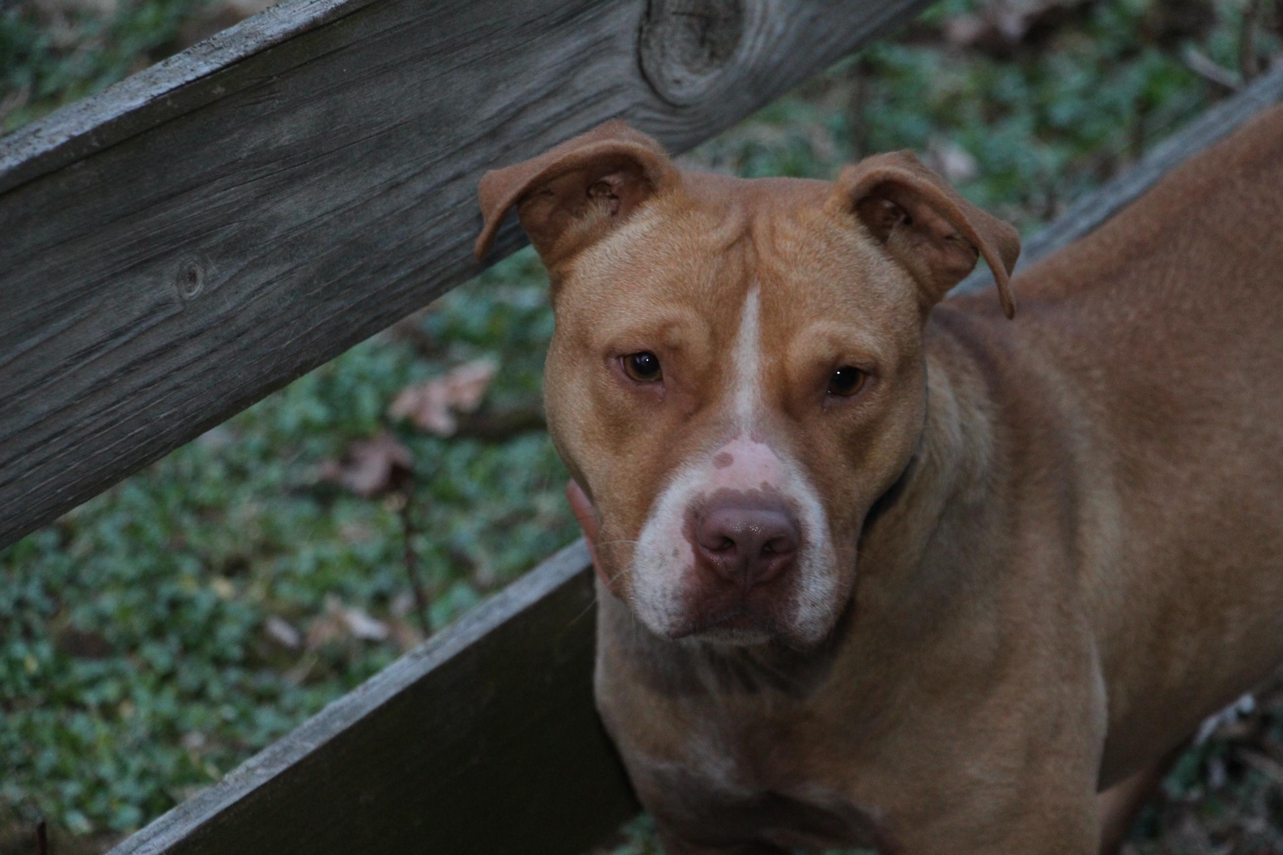 Gabby, good with dogs, NO cats. (senior)