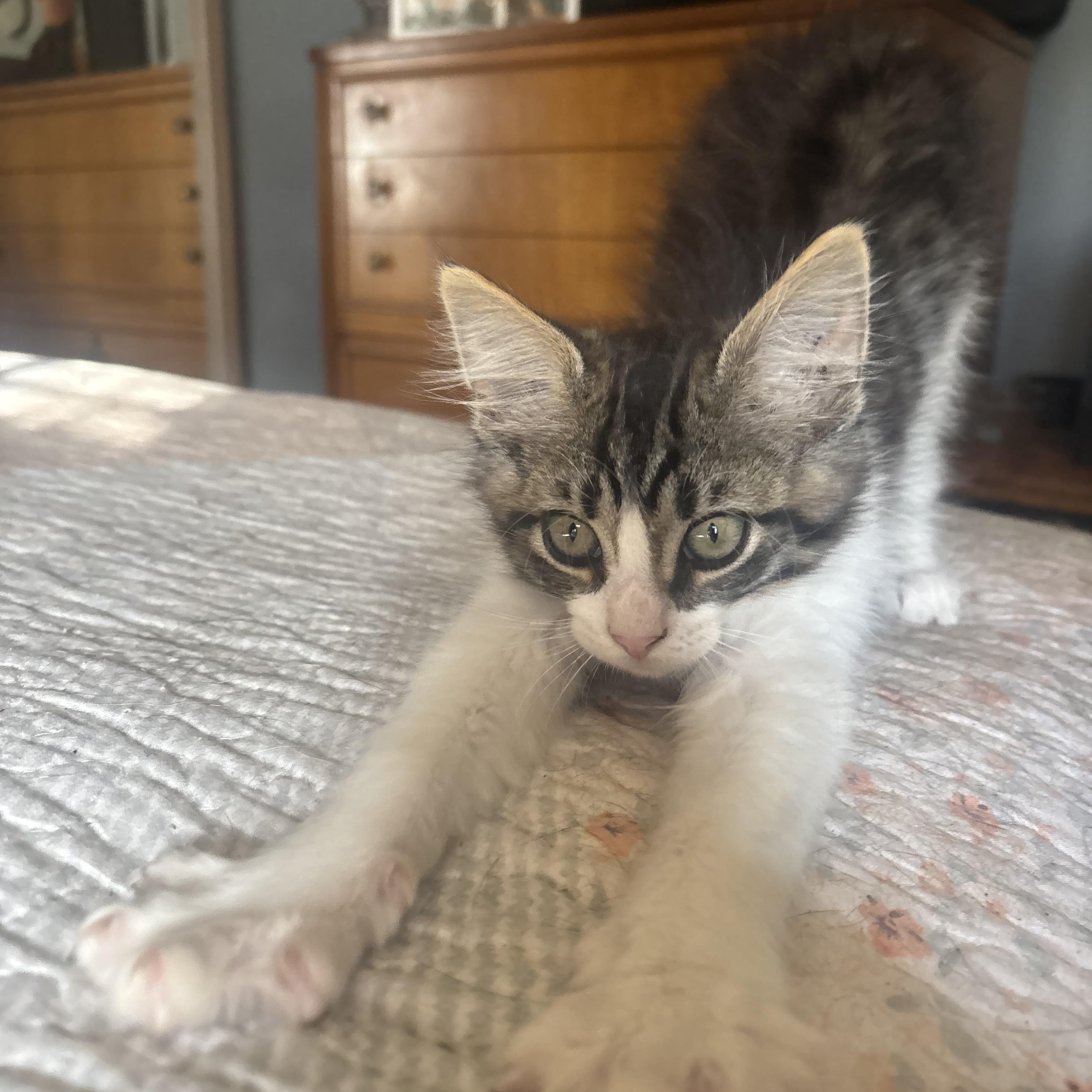 Nubs -bobtail! photo 2