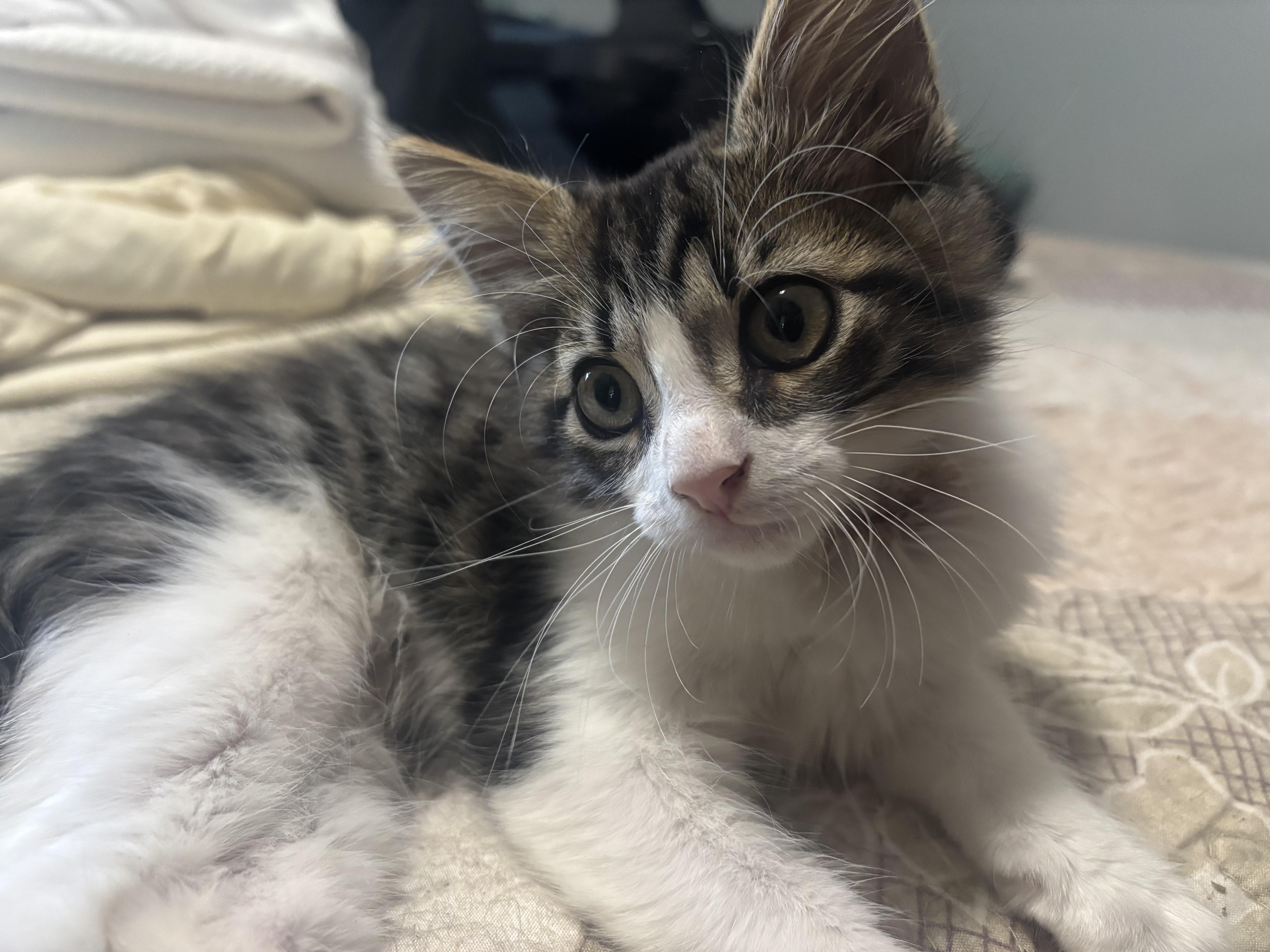 Nubs -bobtail!, a Adopted mixed breed in Nashville, TN image 1/5