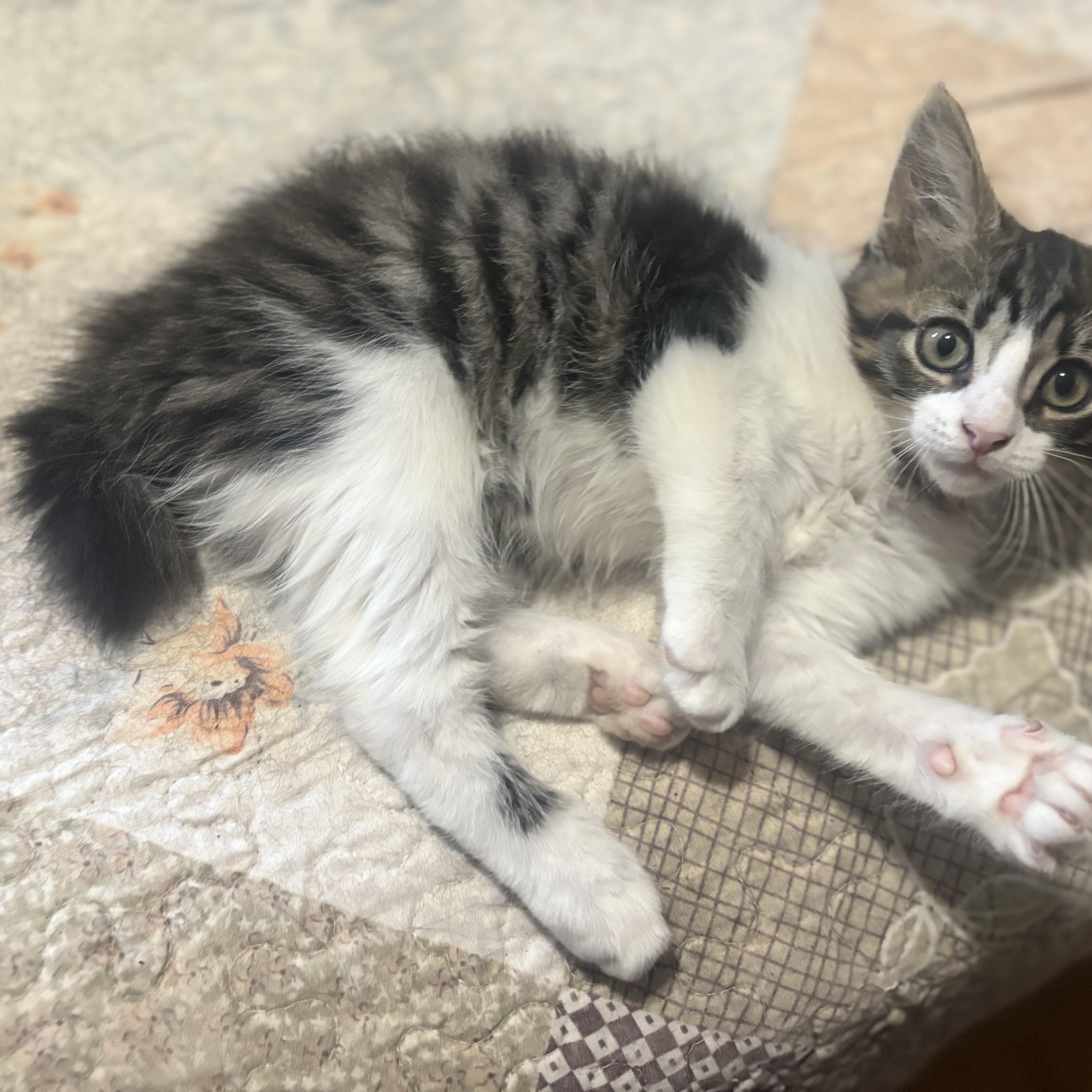 Nubs -bobtail!, a Adopted mixed breed in Nashville, TN image 2/5