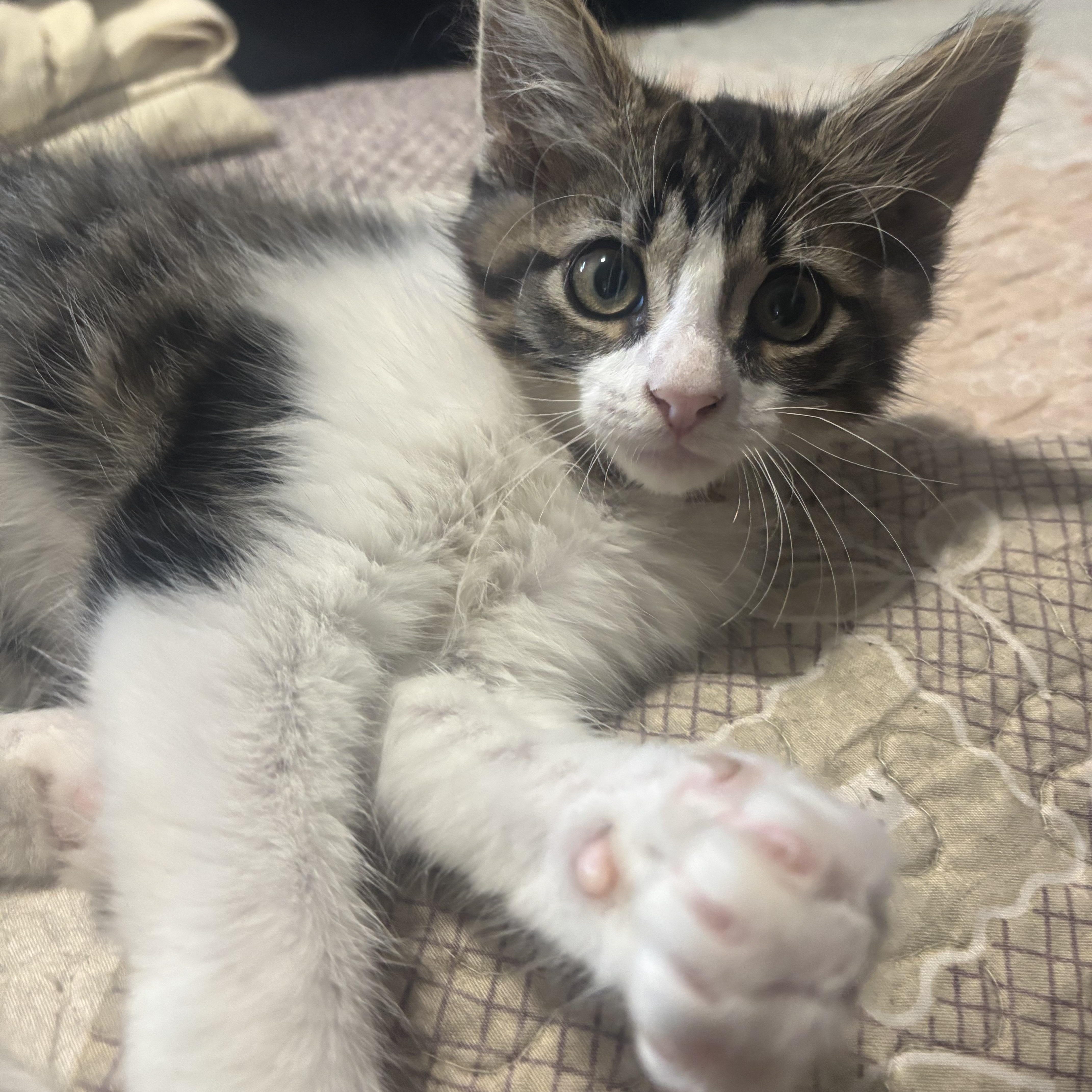 Nubs -bobtail!, Baby Male American Bobtail