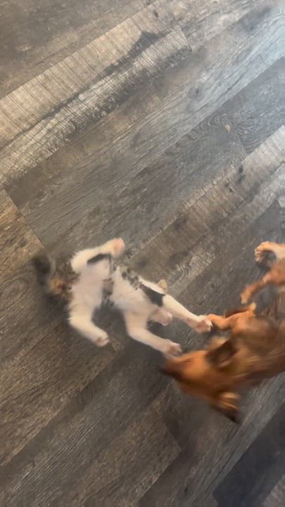 Enlarge Nubs -bobtail!, a Adopted mixed breed in Nashville, TN video 4/5