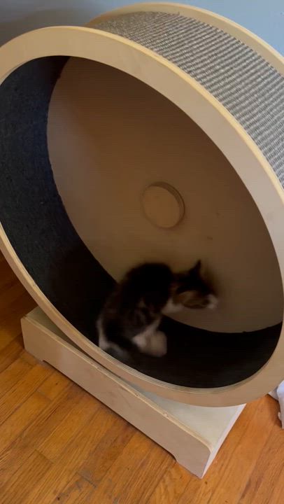 Enlarge Nubs -bobtail!, a Adopted mixed breed in Nashville, TN video 5/5