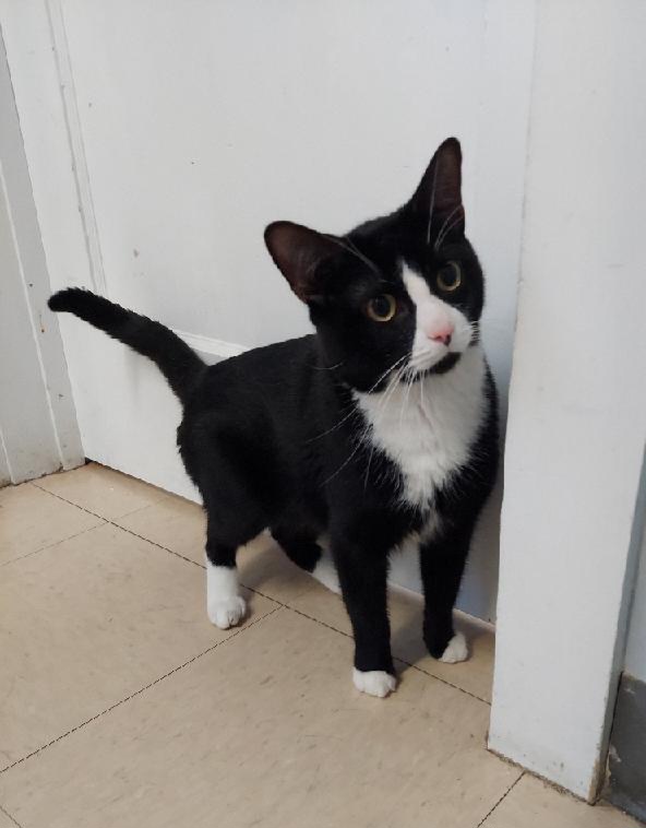 Yankee, a Adoptable Domestic Short Hair in Warwick, RI image 5/6