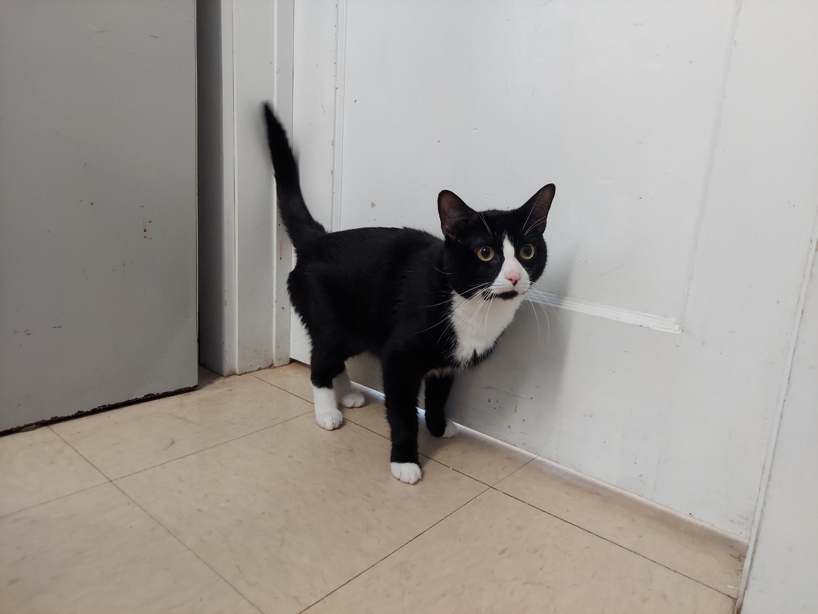 Yankee, a Adoptable Domestic Short Hair in Warwick, RI image 6/6