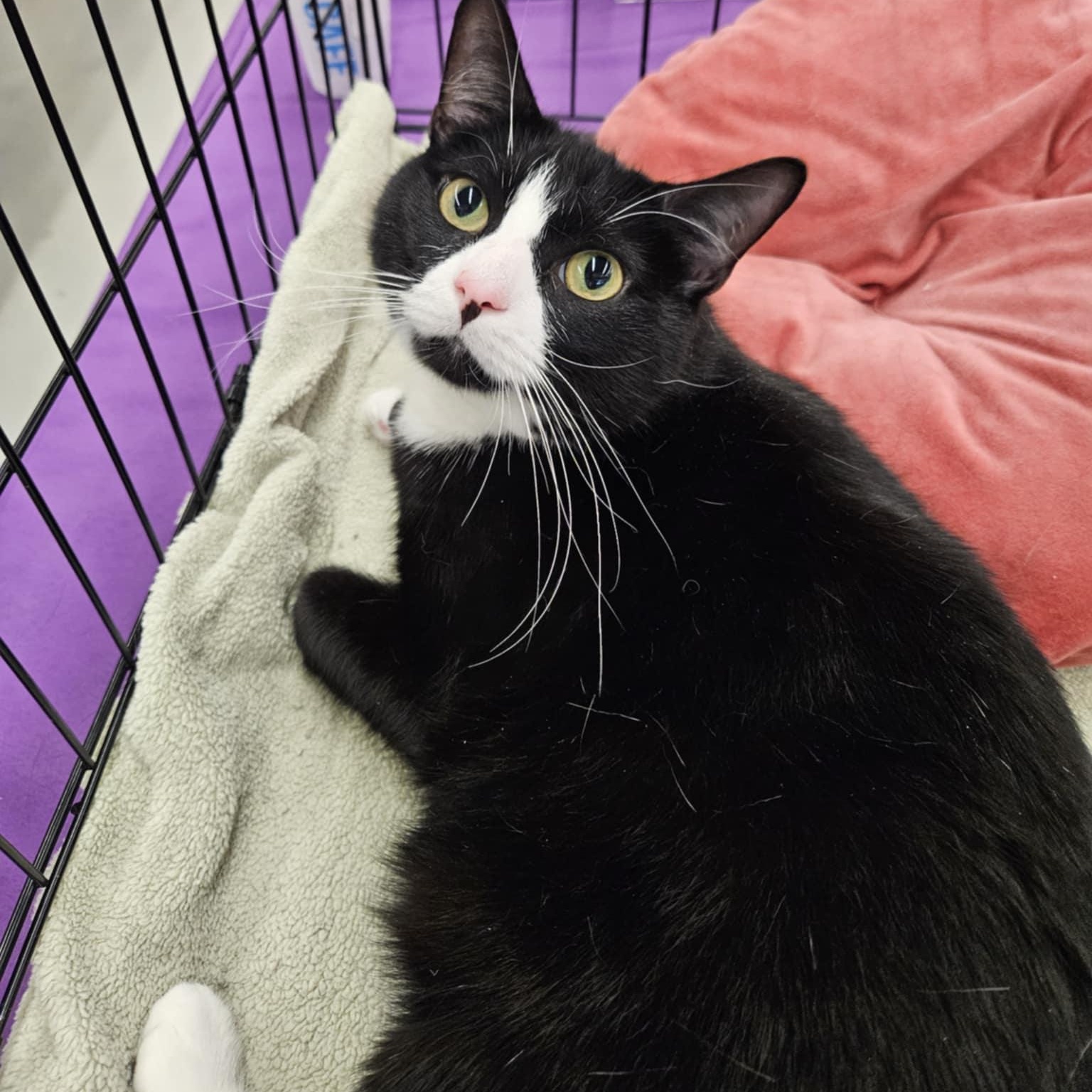 Yankee, a Adoptable Domestic Short Hair in Warwick, RI image 1/6