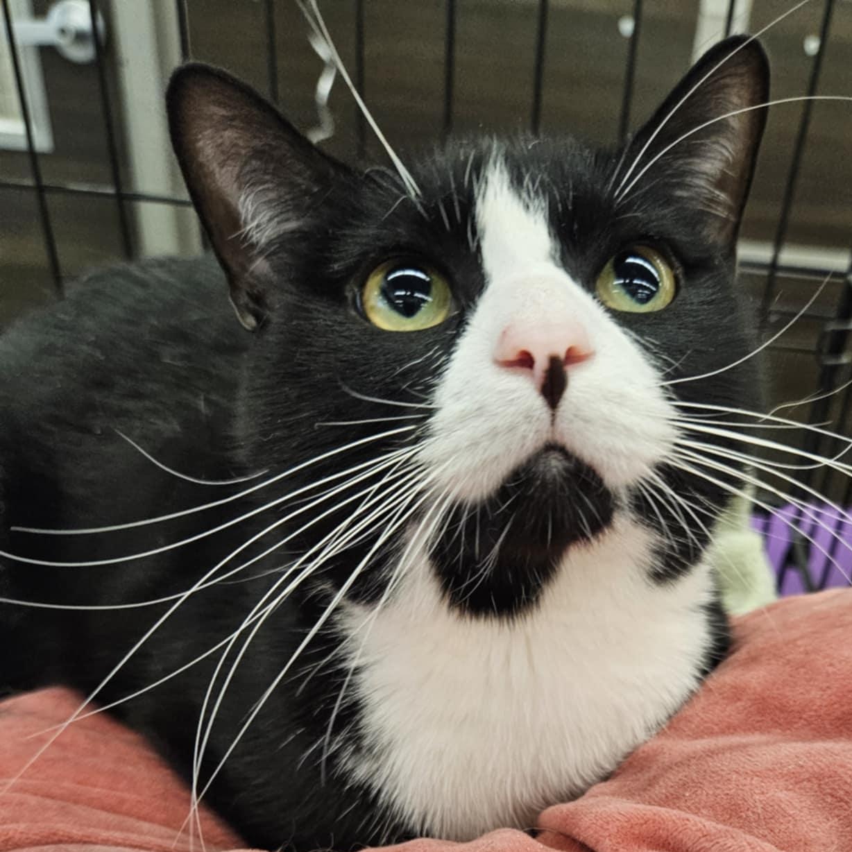 Yankee, a Adoptable Domestic Short Hair in Warwick, RI image 4/6