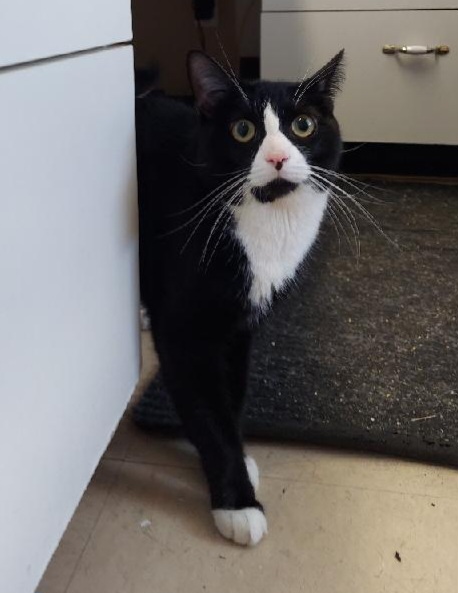 Yankee, a Adoptable Domestic Short Hair in Warwick, RI image 2/6