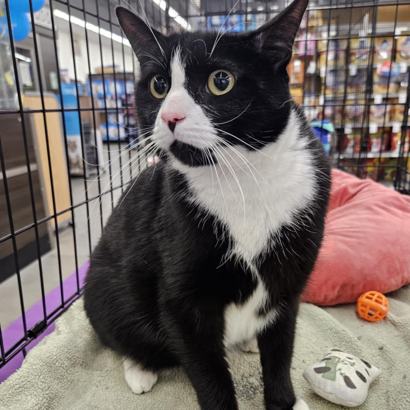 Yankee, a Adoptable Domestic Short Hair in Warwick, RI image 3/6