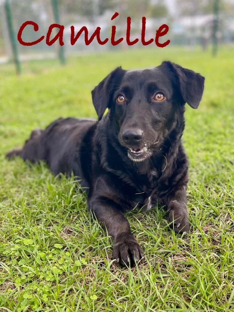 Camille, Adoptable, Adult Female Affenpinscher.