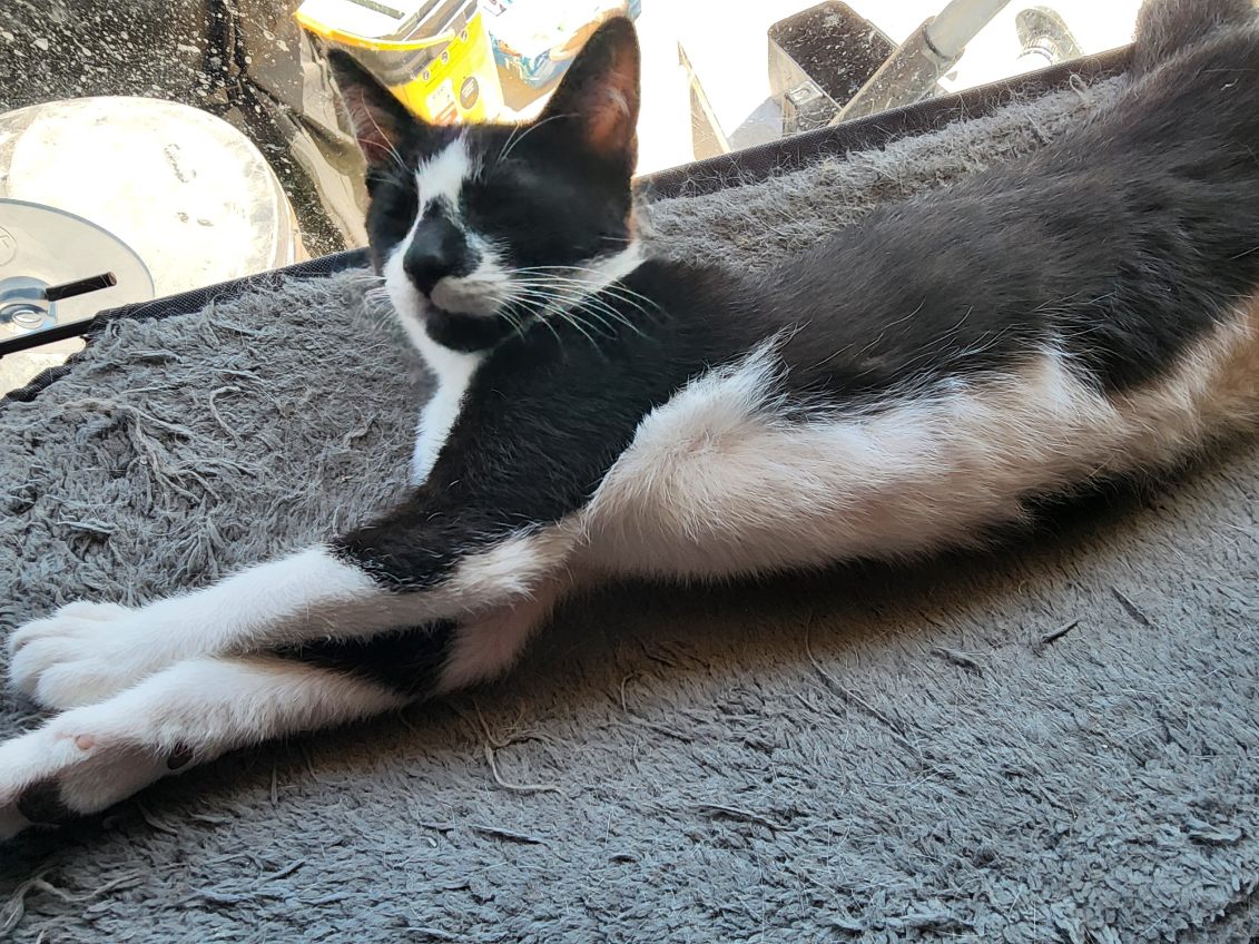 Gizmo photo 5
