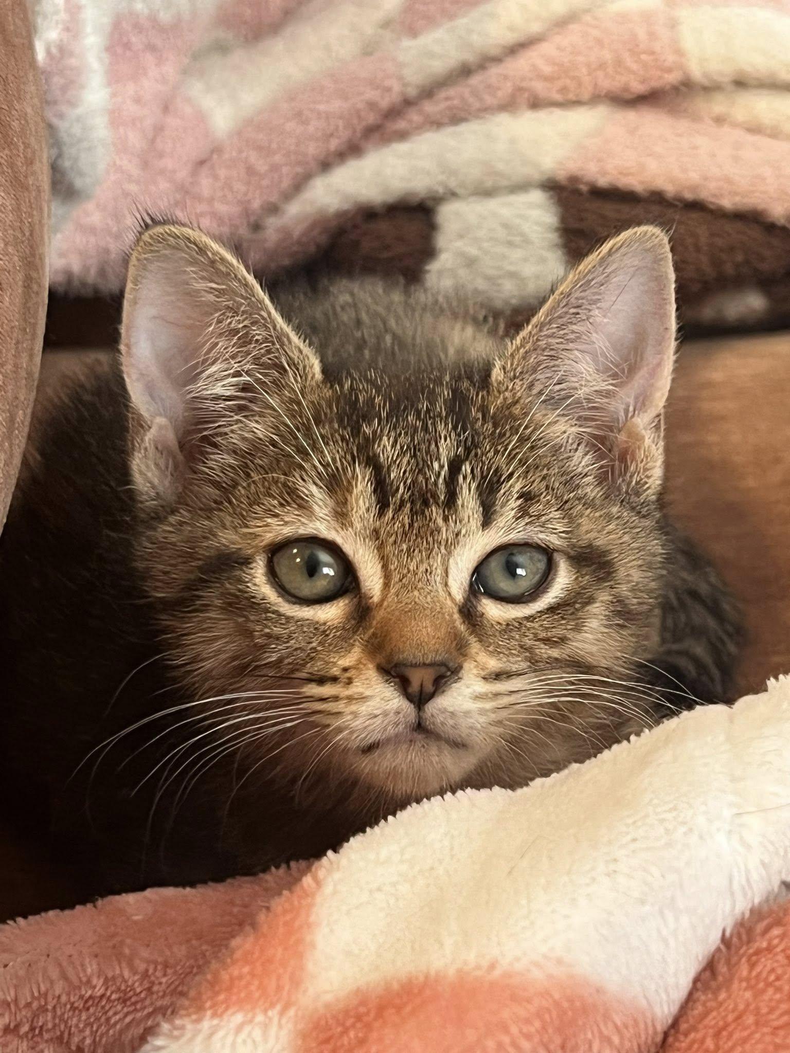 Enlarge Rosie, an adopted Tabby in Trophy Club, TX image 1/5