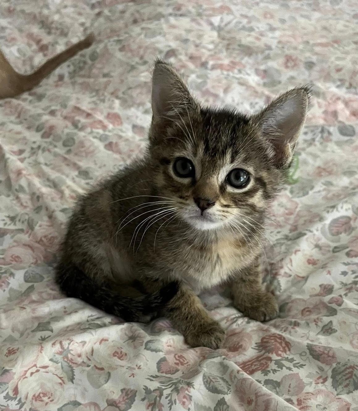 Enlarge Rosie, an adopted Tabby in Trophy Club, TX image 3/5