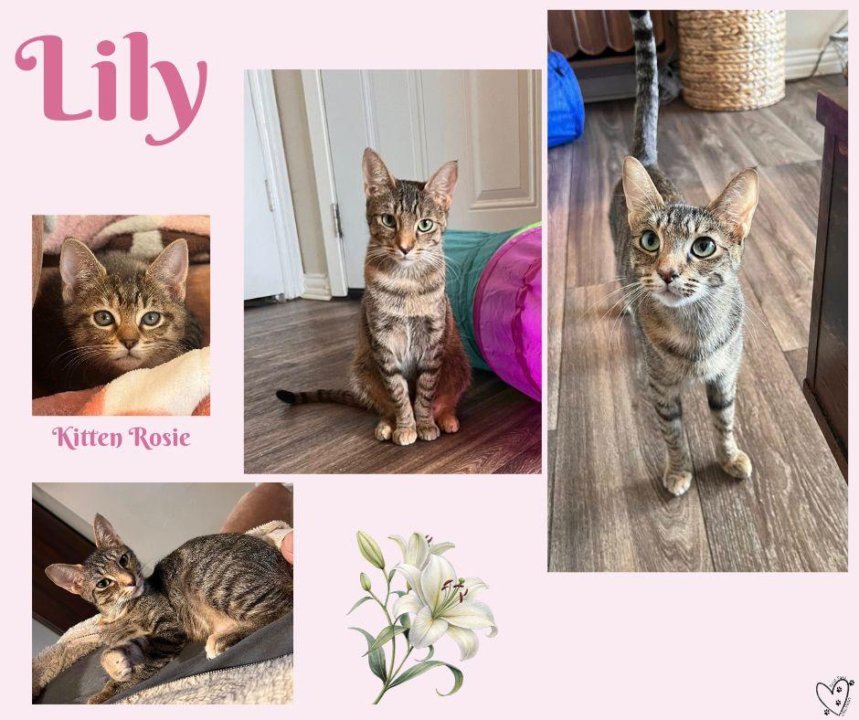 Enlarge Rosie, an adopted Tabby in Trophy Club, TX image 5/5