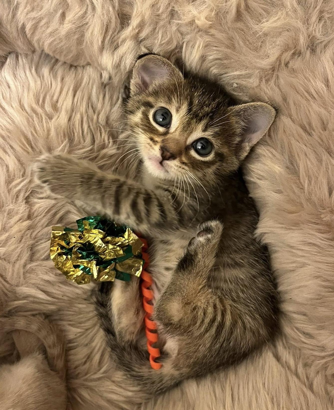 Enlarge Rosie, an adopted Tabby in Trophy Club, TX image 2/5