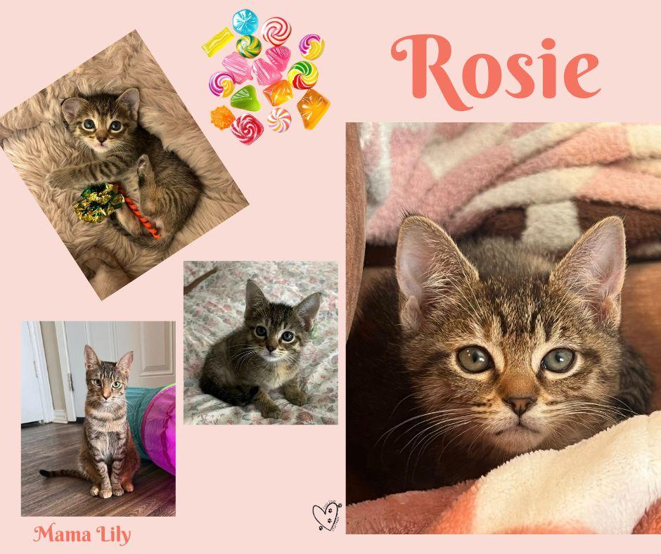 Enlarge Rosie, an adopted Tabby in Trophy Club, TX image 4/5