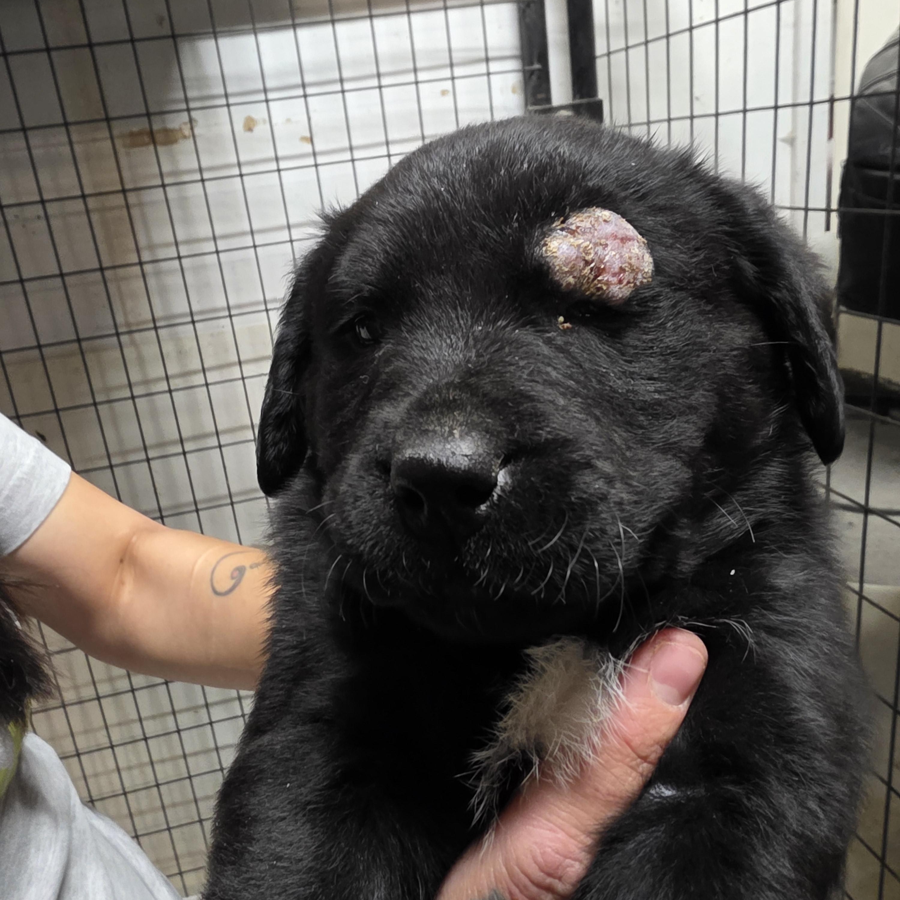 Enlarge P-32Paris, an adopted Black Labrador Retriever in Billings, MT image 1/1