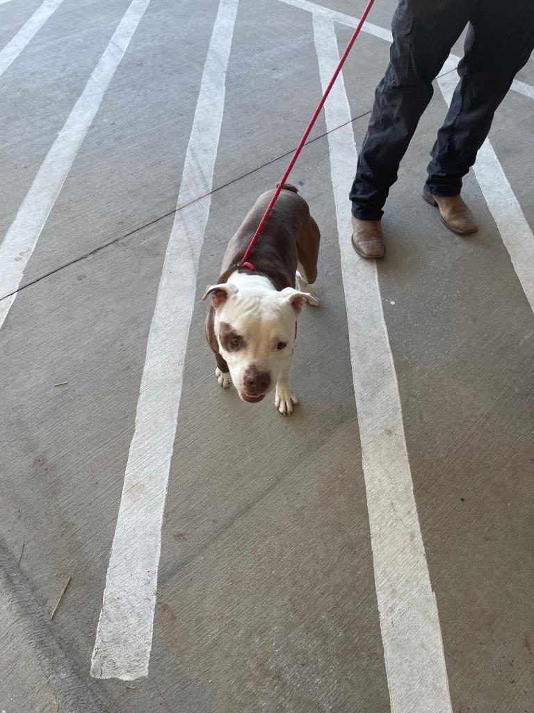 Piggy, Adoptable, Young Male Boxer & Pit Bull Terrier.