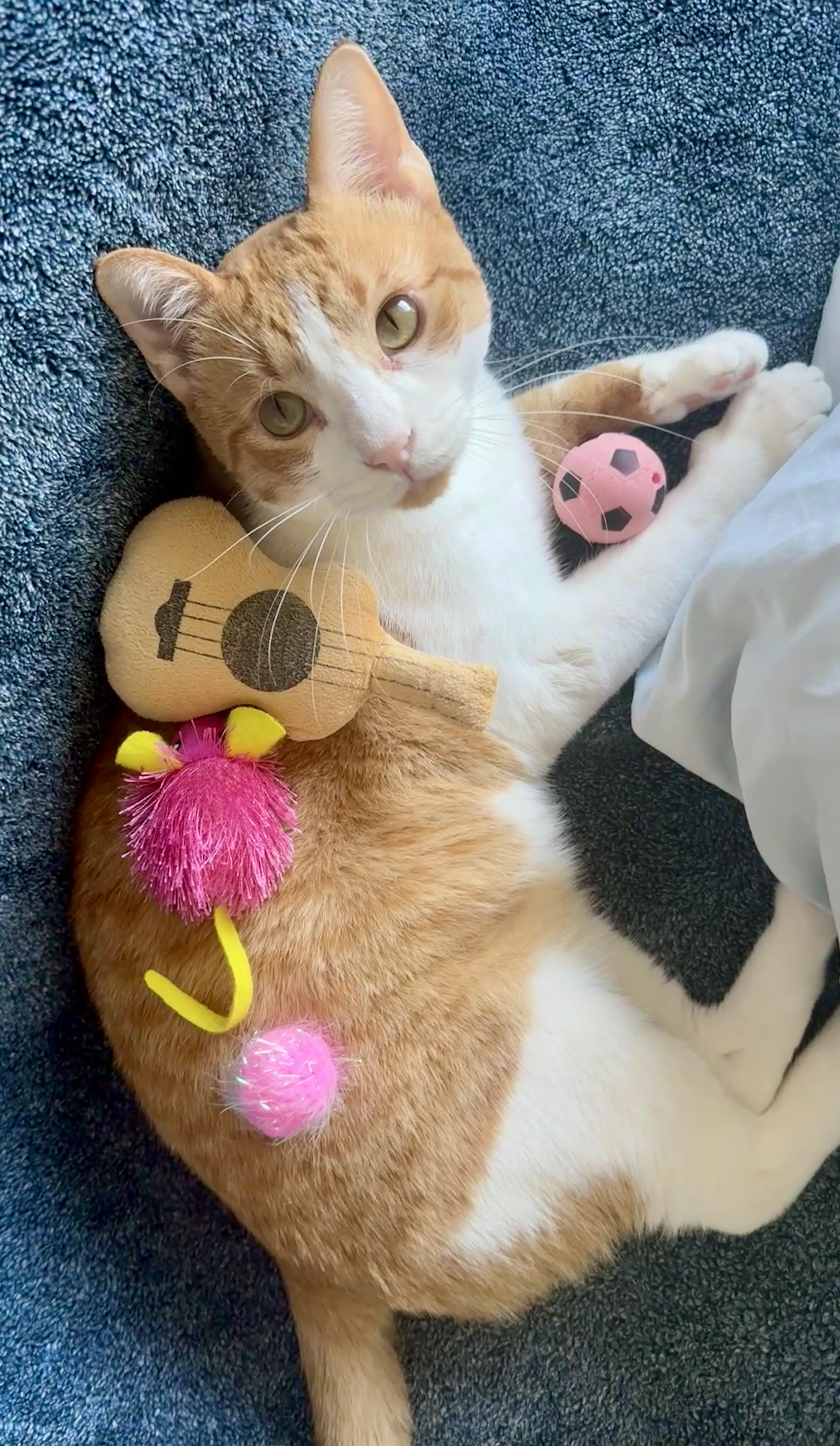 Tater (total snuggle bug), Adoptable, Young Male Domestic Short Hair.